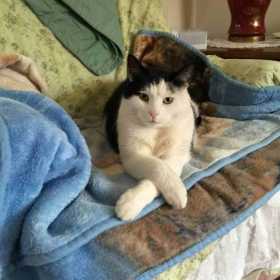 Lost Cat