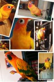 Lost Conure
