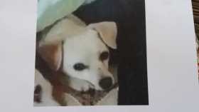 Lost Dog