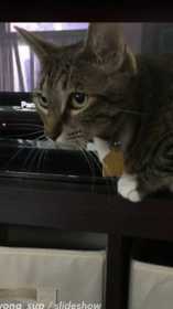 Lost Cat