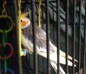 Lost Cockatiel