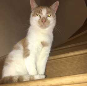 Lost Cat