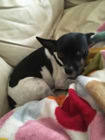 Lost Dog