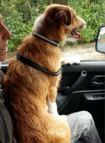 Lost Dog