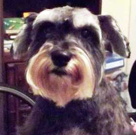 Lost Dog