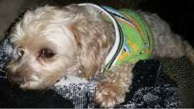 Lost Dog