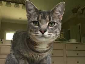 Lost Cat