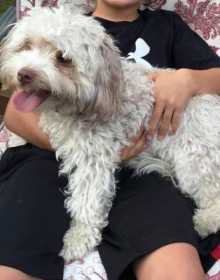 Lost Dog