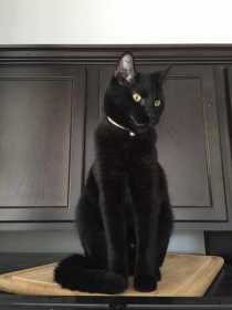 Lost Cat