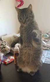 Lost Cat