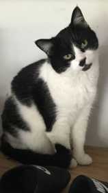 Lost Cat