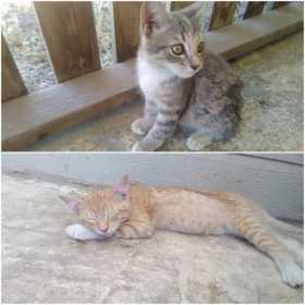 Lost Cat