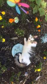 Lost Cat