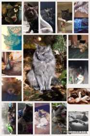 Lost Cat