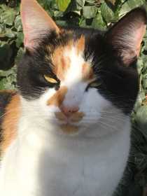 Lost Cat