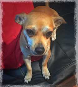 Lost Dog