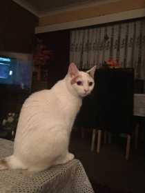 Lost Cat