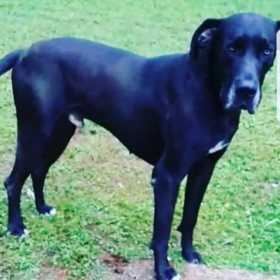 Lost Dog
