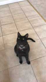 Lost Cat