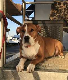Lost Dog