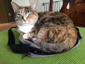 Lost Cat