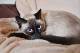Lost Cat