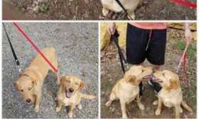 Lost Dog