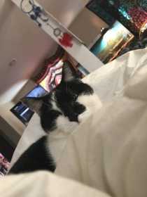 Lost Cat