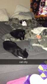 Lost Cat