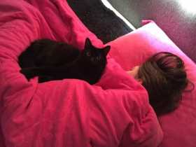 Lost Cat