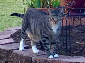 Lost Cat