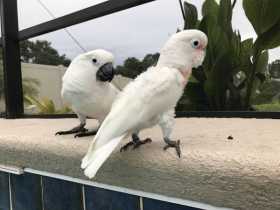 Lost Cockatoo