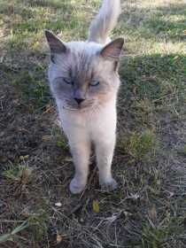 Lost Cat
