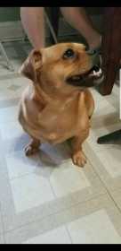 Lost Dog