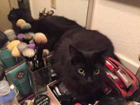 Lost Cat