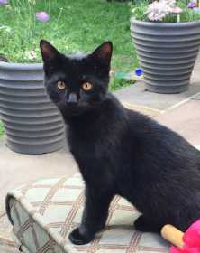 Lost Cat