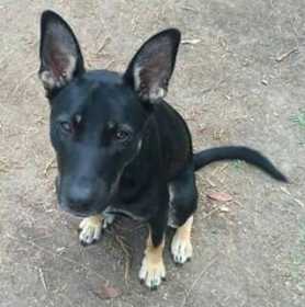 Lost Dog