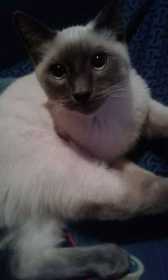 Lost Cat