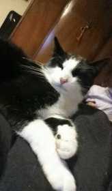 Lost Cat