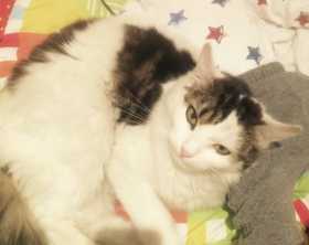 Lost Cat
