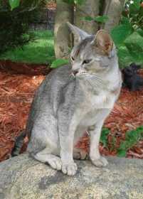 Lost Cat