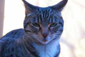 Lost Cat