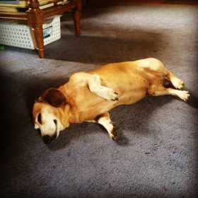 Lost Dog