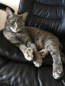 Lost Cat