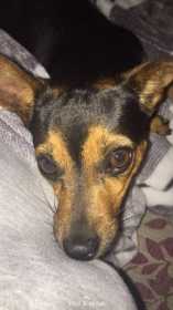 Lost Dog