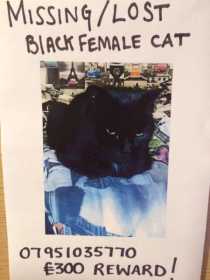 Lost Cat