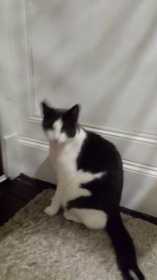 Lost Cat