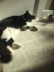 Lost Cat