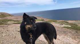 Lost Dog