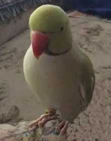 Lost Indian Ringneck Parakeet